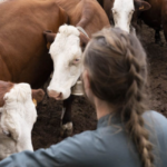 Certificat de Spécialisation Conduite d’un élevage en BOVIN VIANDE