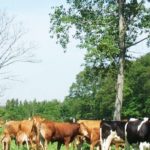 LICENCE PRO Commerce et conseil en Productions Animales - PA