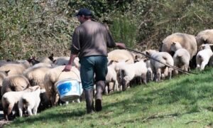 Certificat de Spécialisation "Conduite d'un élevage ovin viande"